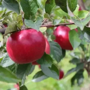 Pommier "Akane"