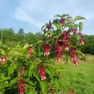 Arbre-aux-faisans